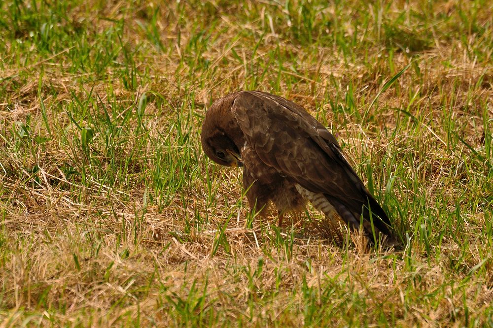 Mäusebussard 2015 11649