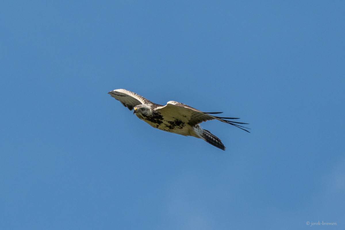 Mäusebussard