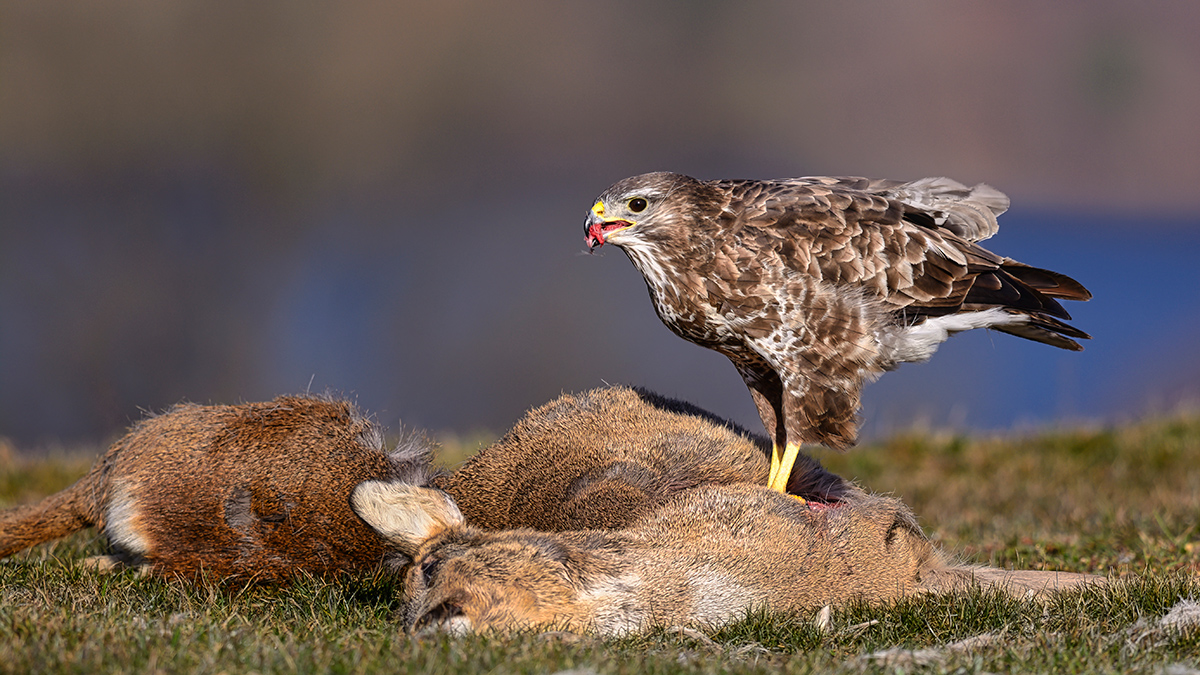 Mäusebussard