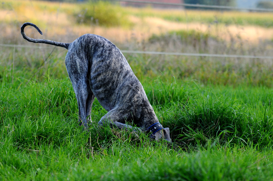 Mäusejagd III