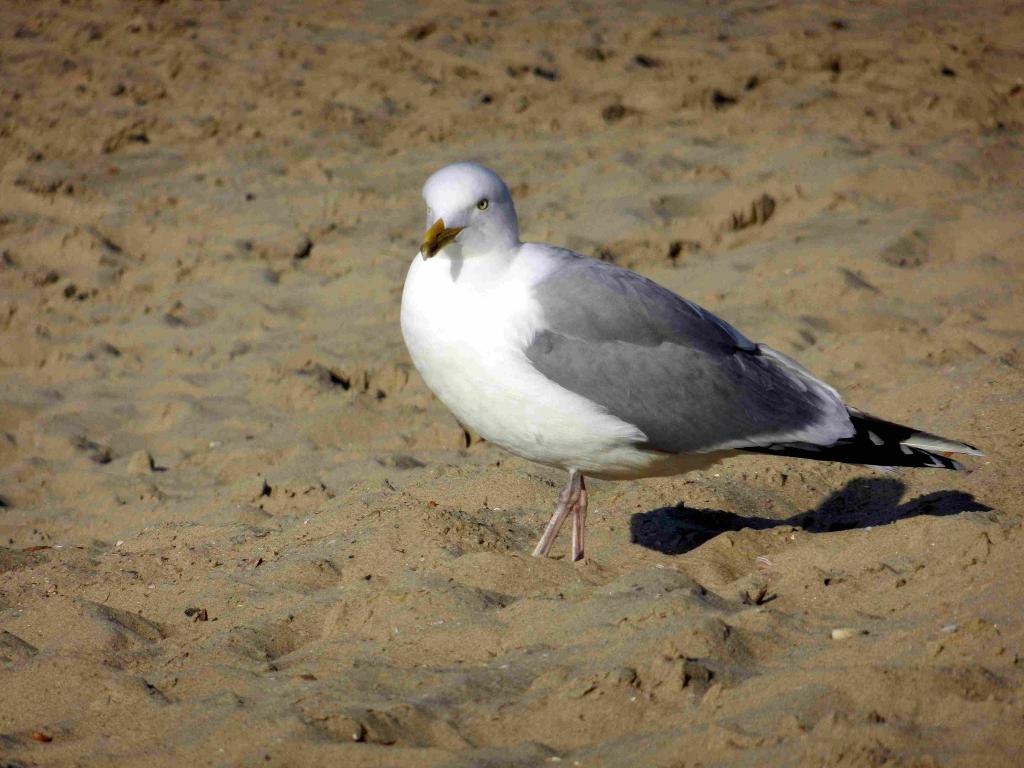 Möve 1