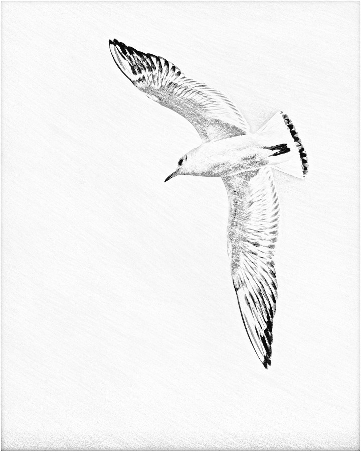 Möve bearbeitet mit Sketch Drawer 1.3