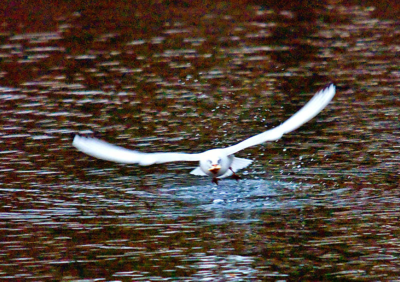 möve
