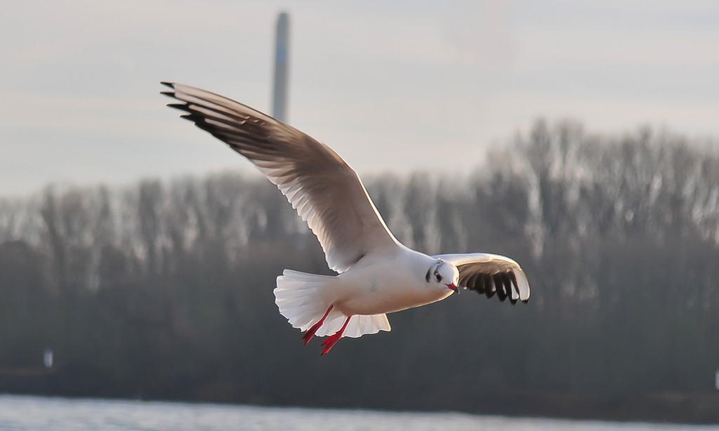 möve3