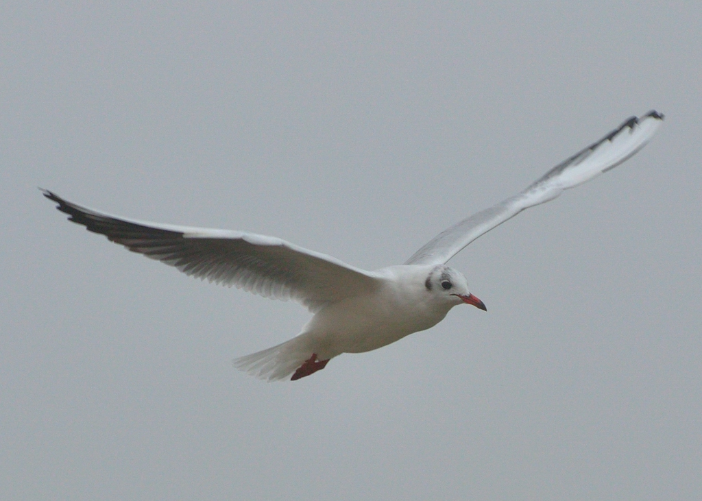 Möwe 1