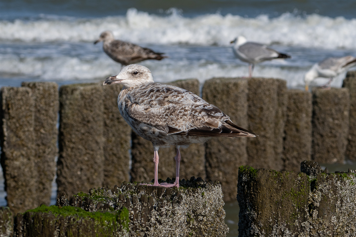 Möwe 2.jpg