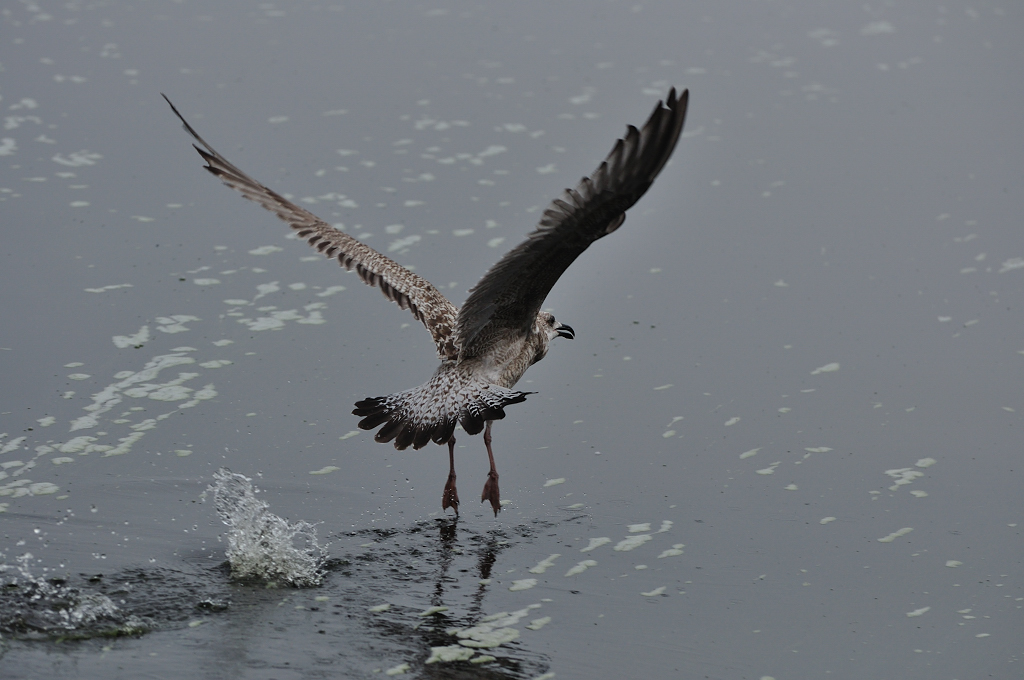 Möwe 2