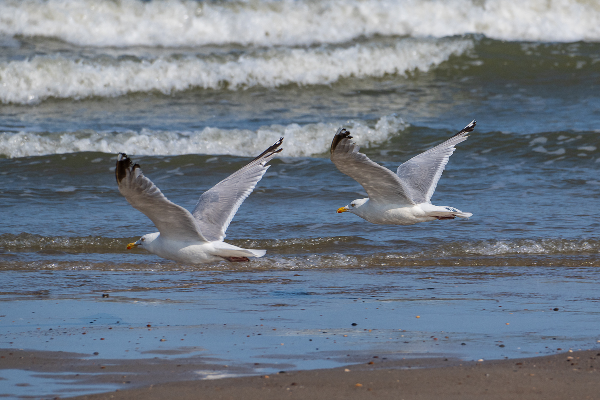 Möwe 5.jpg