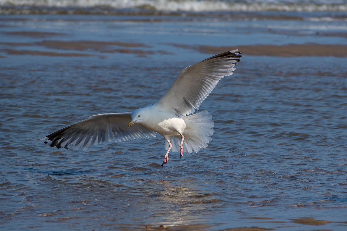 Möwe 8.jpg