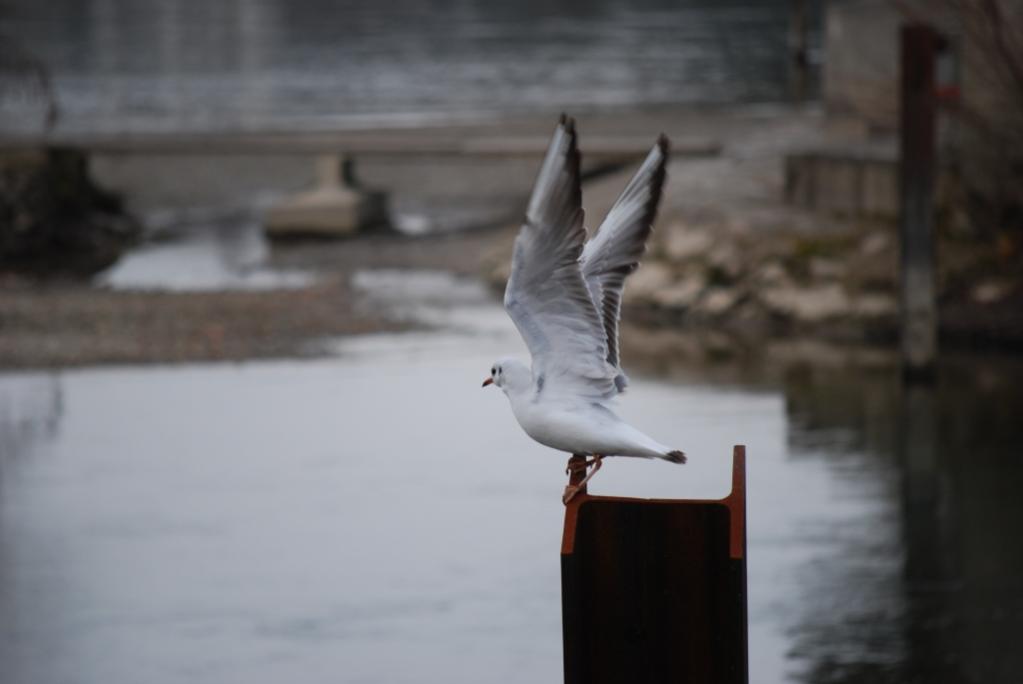 möwe abflug