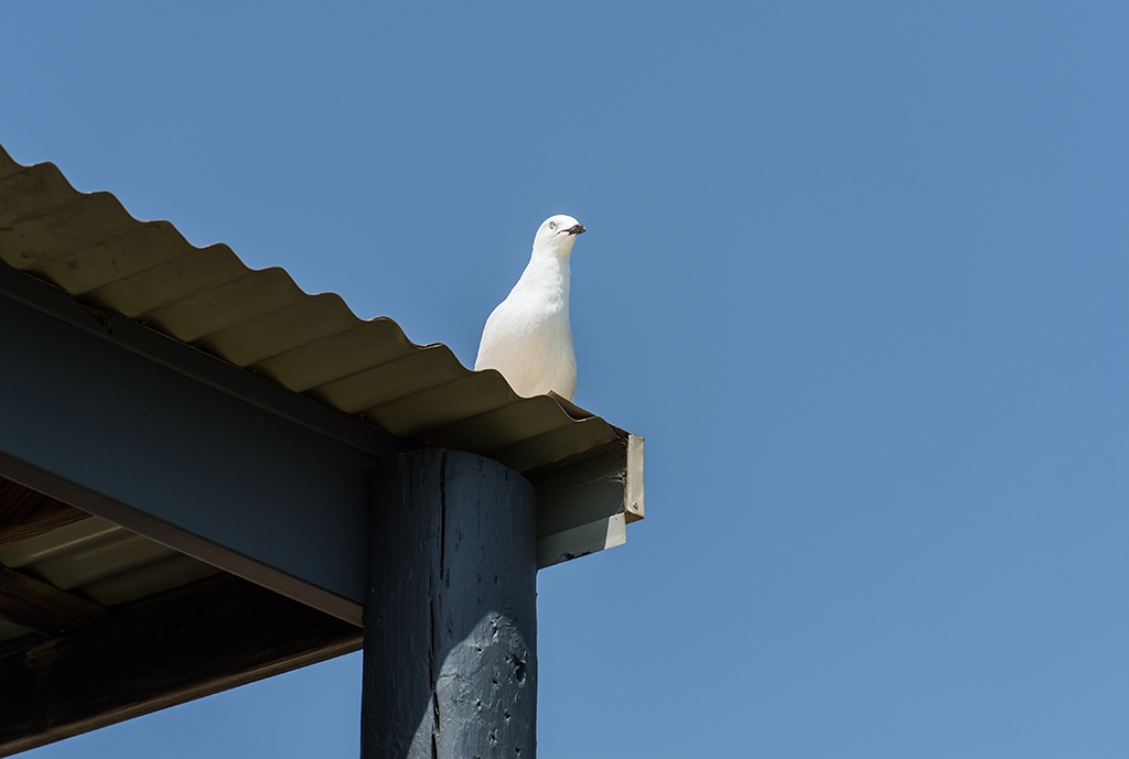 möwe aufm dach