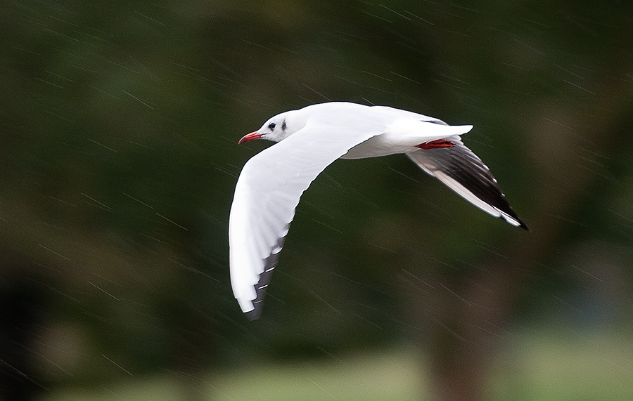 Möwe bei Sauwetter2