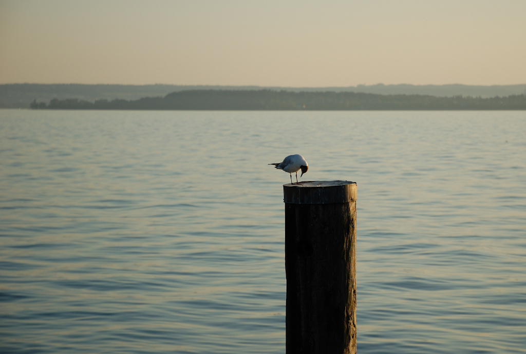 Möwe Bodensee
