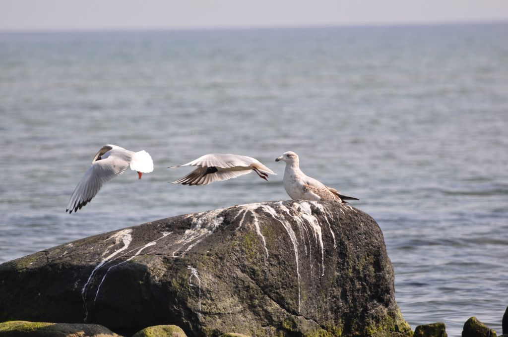 Möwe duck dich