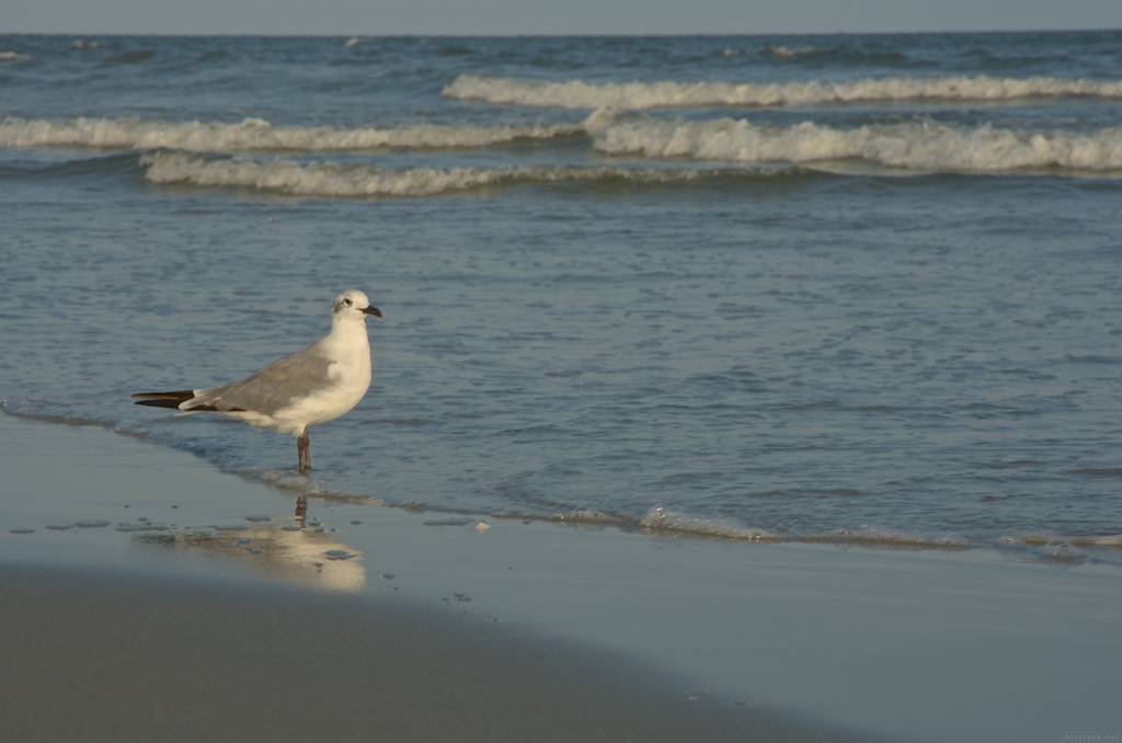 Möwe, Folley Beach, Charleston, SC, USA
