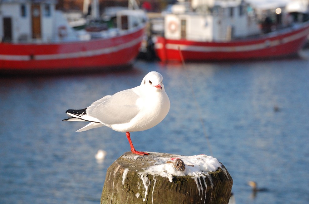 Möwe friert