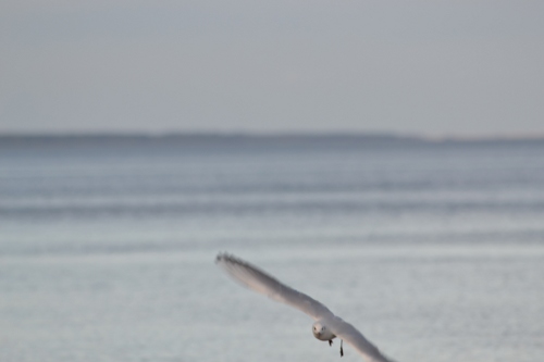 Möwe im Flug