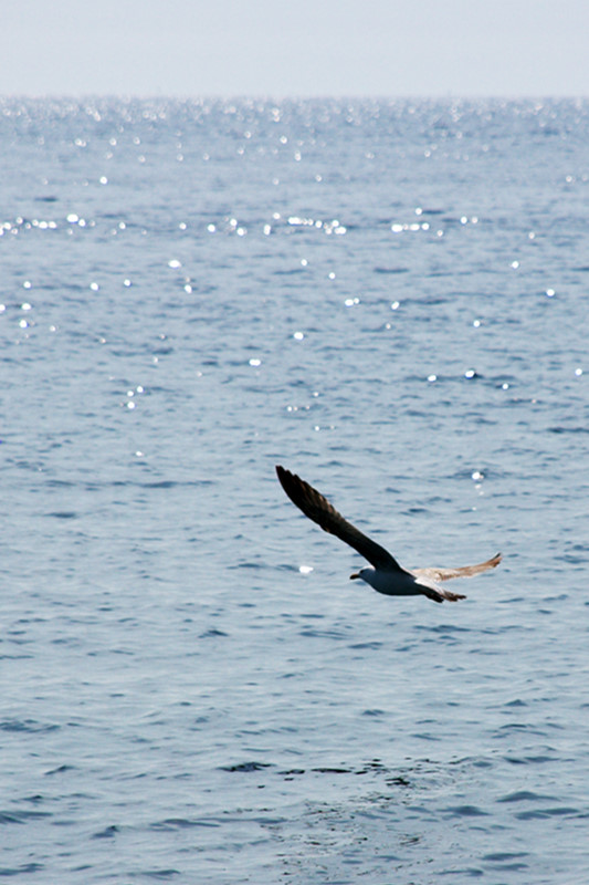 Möwe (im Gegenlicht)