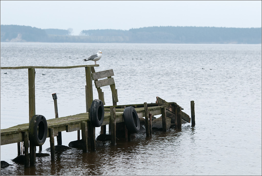 Möwe in Neeberg
