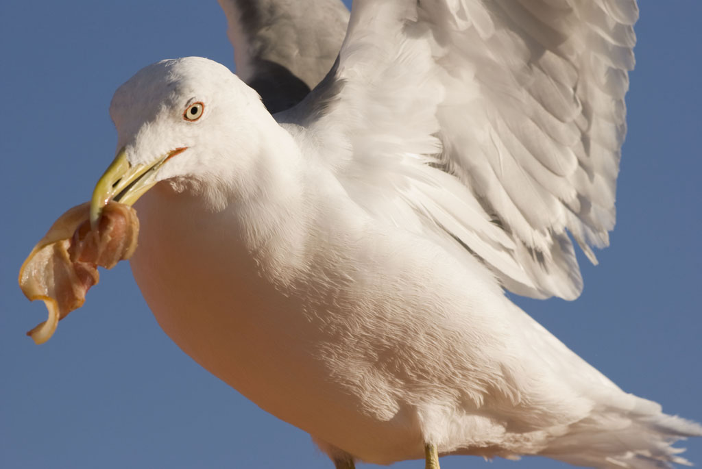 Möwe in Portugal