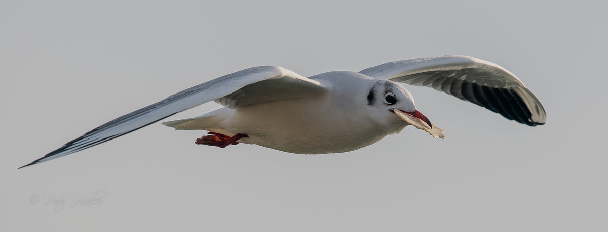 Möwe.jpg