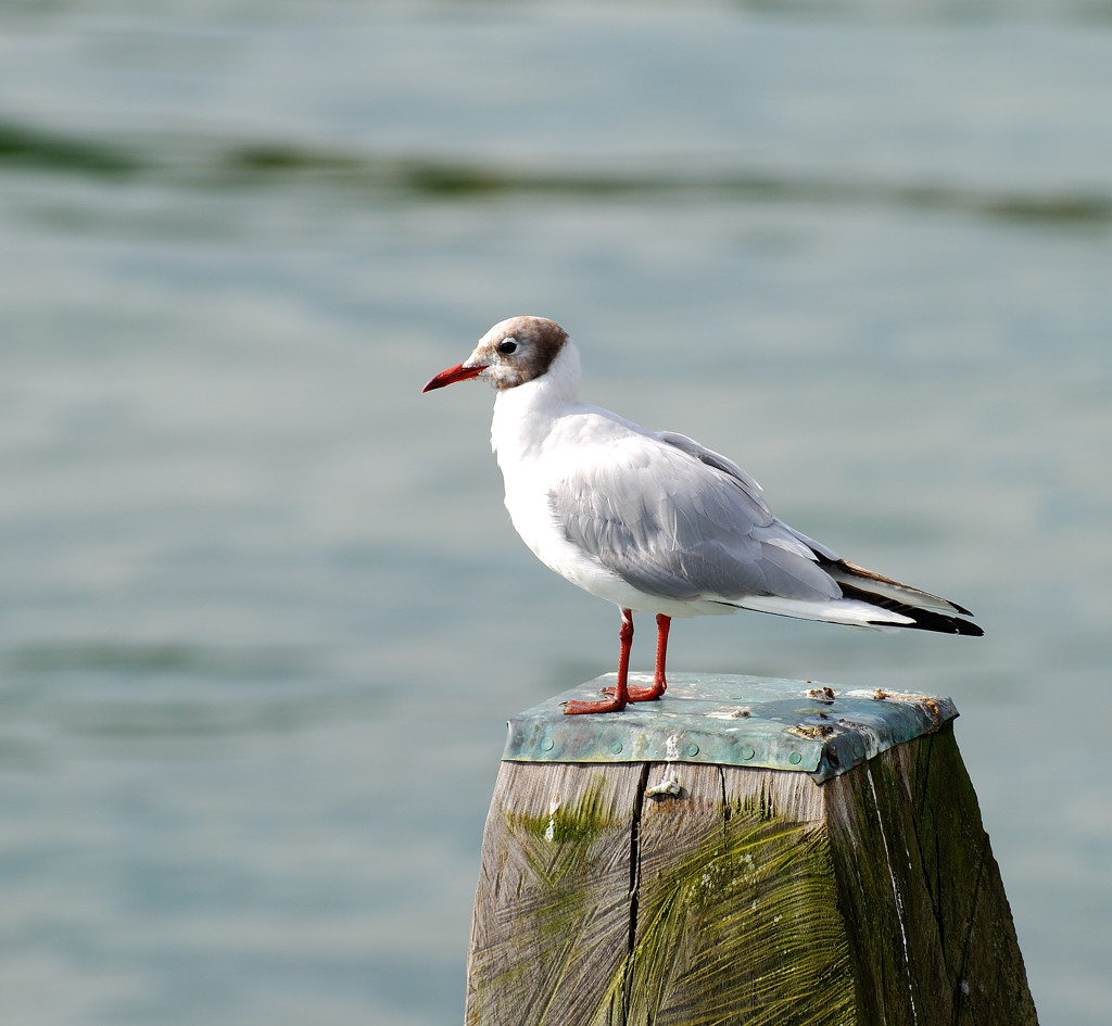 Möwe Ostsee