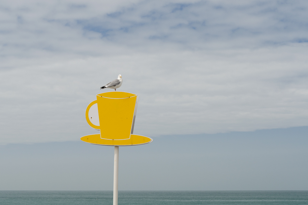 Möwe posiert in Fecamp, Normandie im Mai 2011