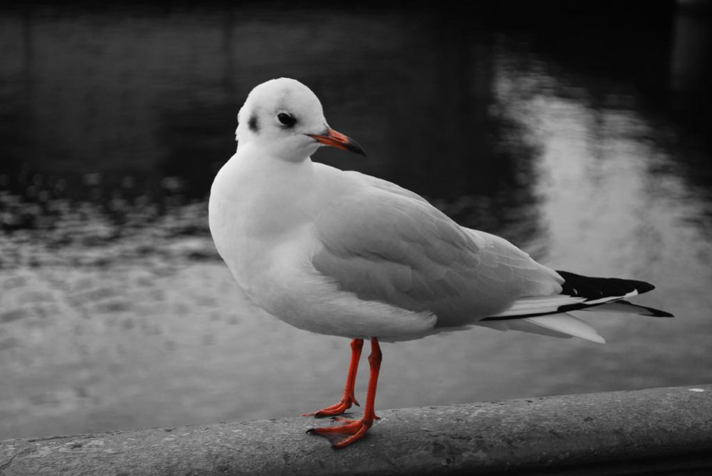 Möwe
