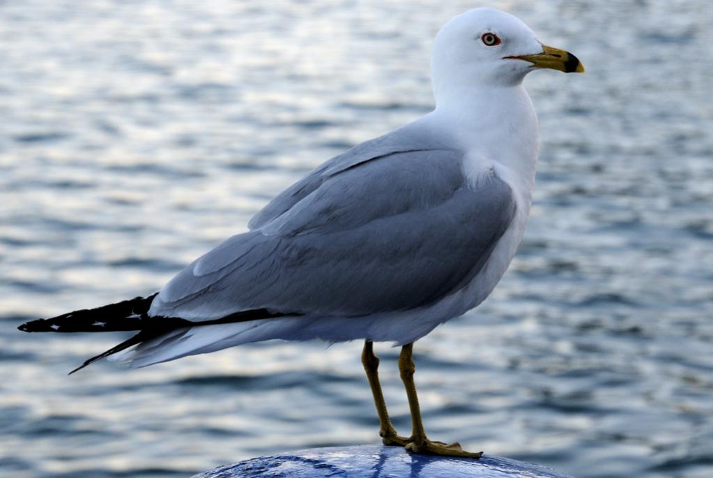 Möwe