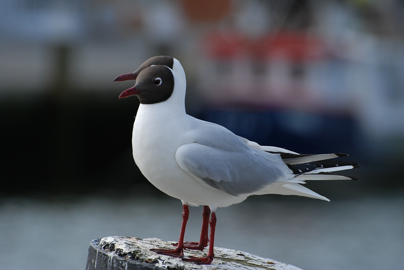 möwe