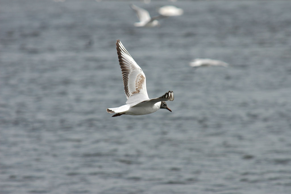 Möwe