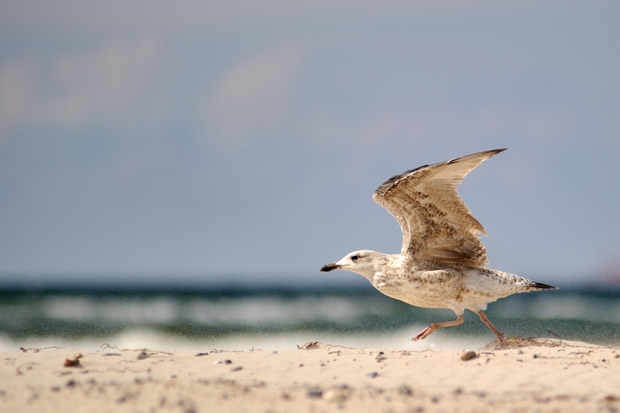 Möwe