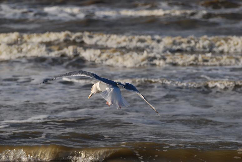 Möwe