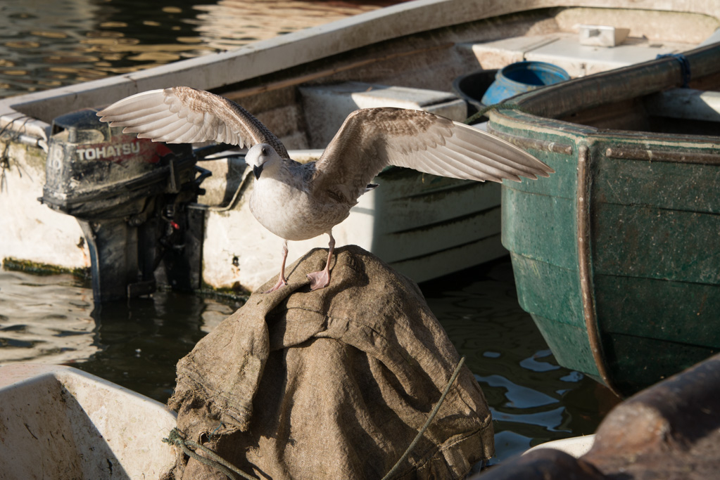 Möwe