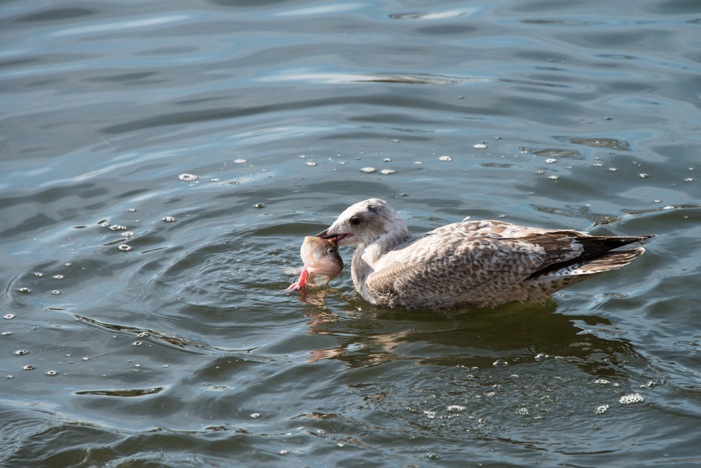 Möwe