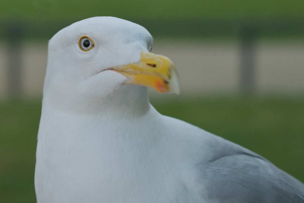Möwe!