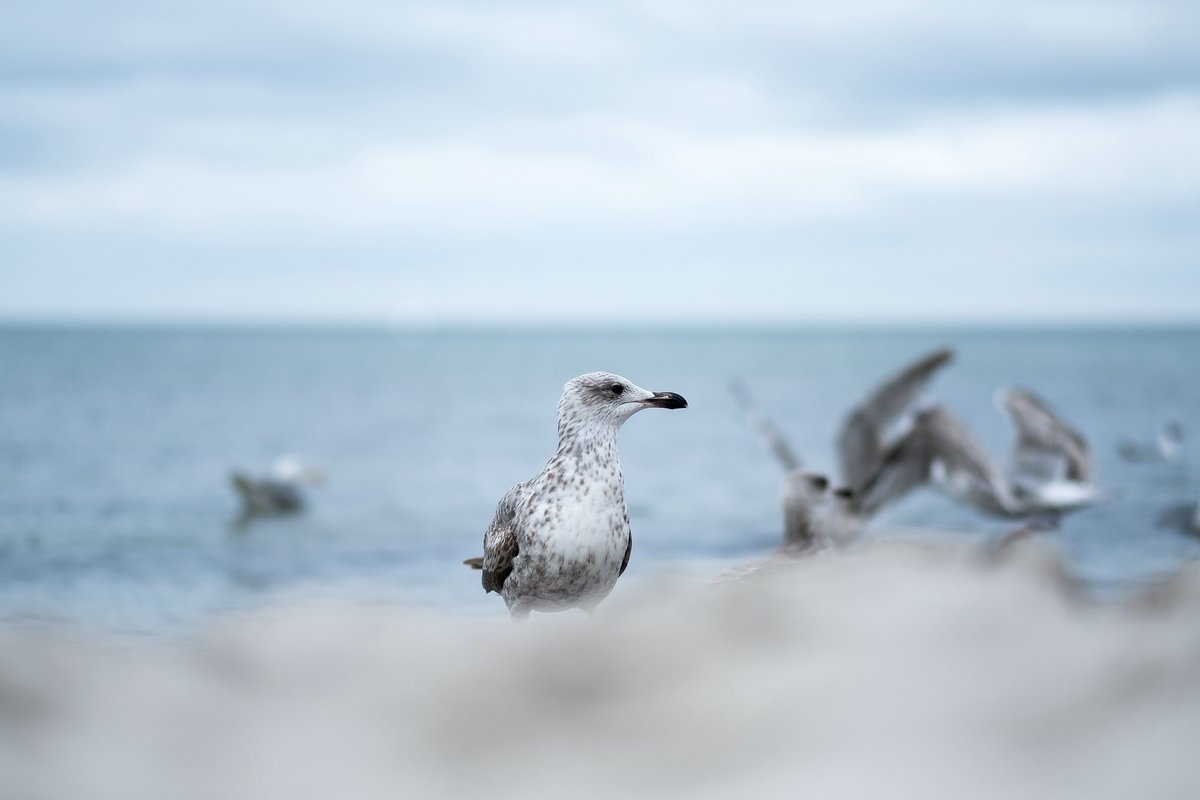 Möwe