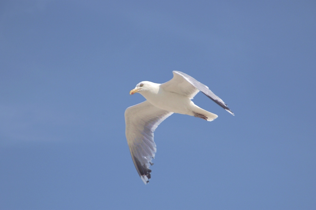 Möwe