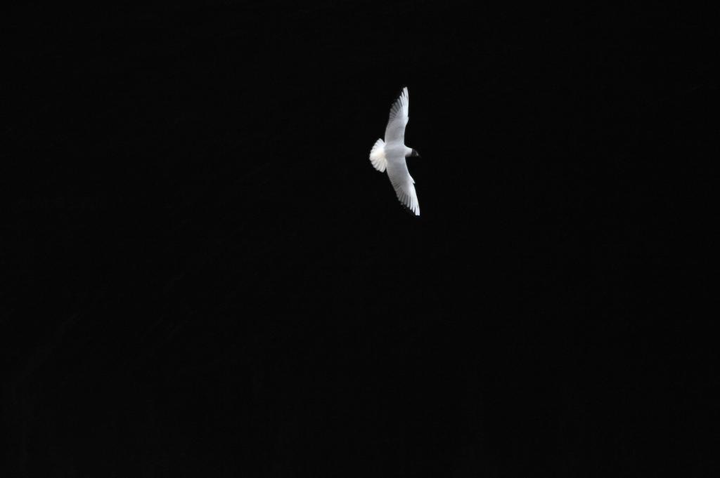möwe