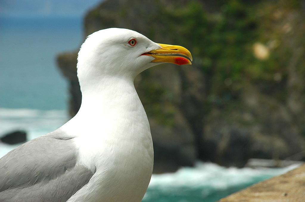 Möwe