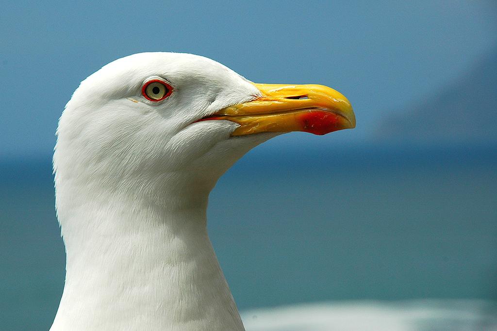 Möwe