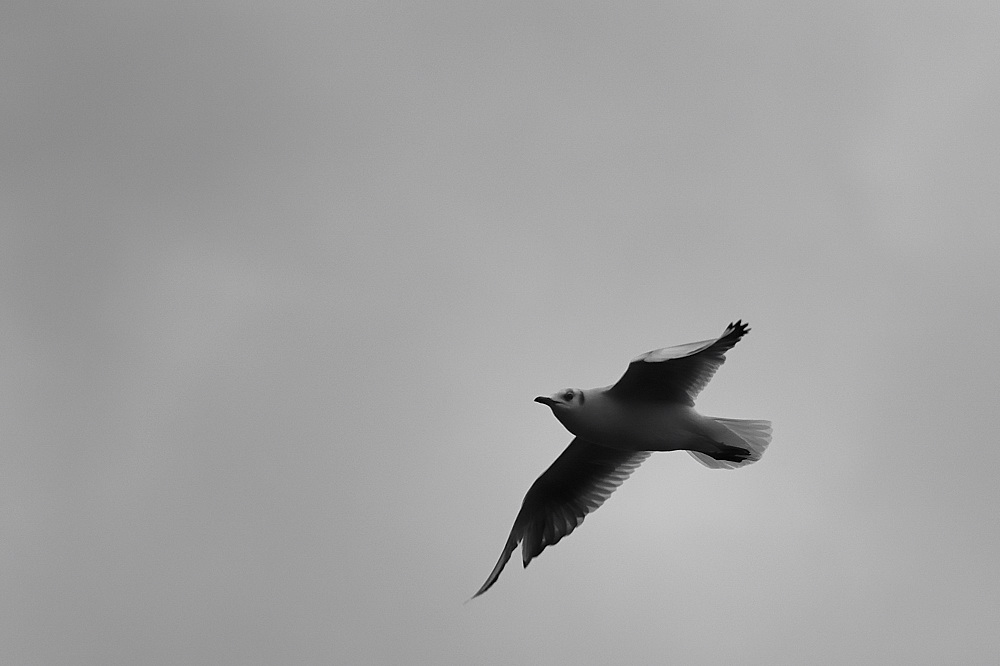möwe