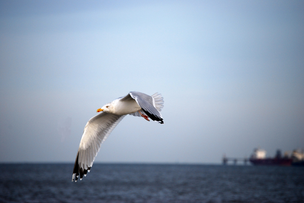 Möwe1