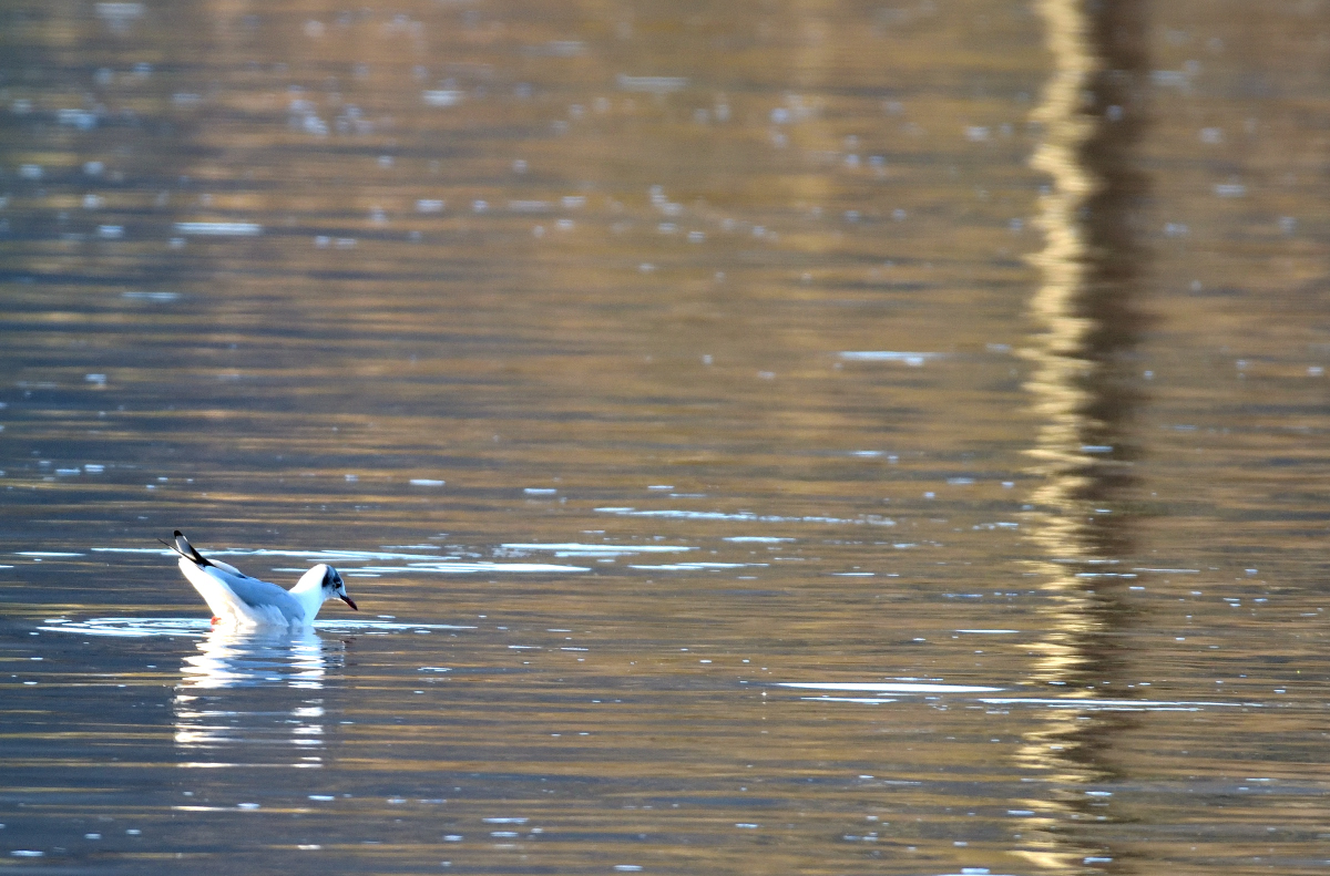 möwe1_00001DSC_1470.jpg