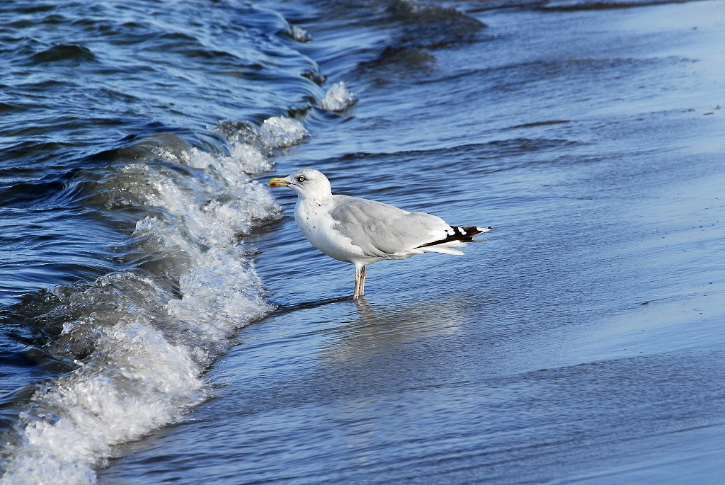 Möwe2 0071 110923 1024x685 85