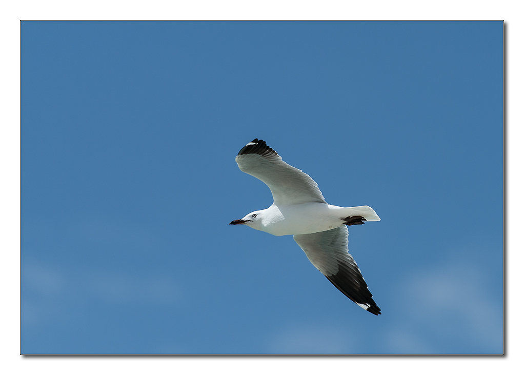 möwe2