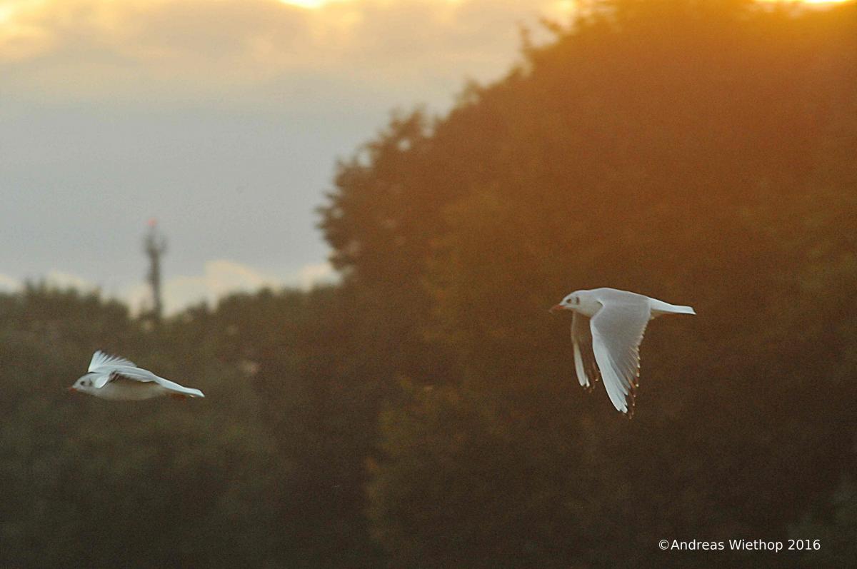 Möwen im Abendlicht