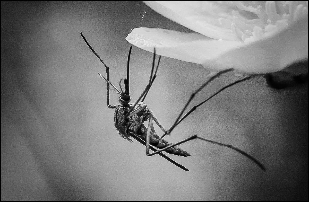 Mücke B-W (1 von 1).JPG