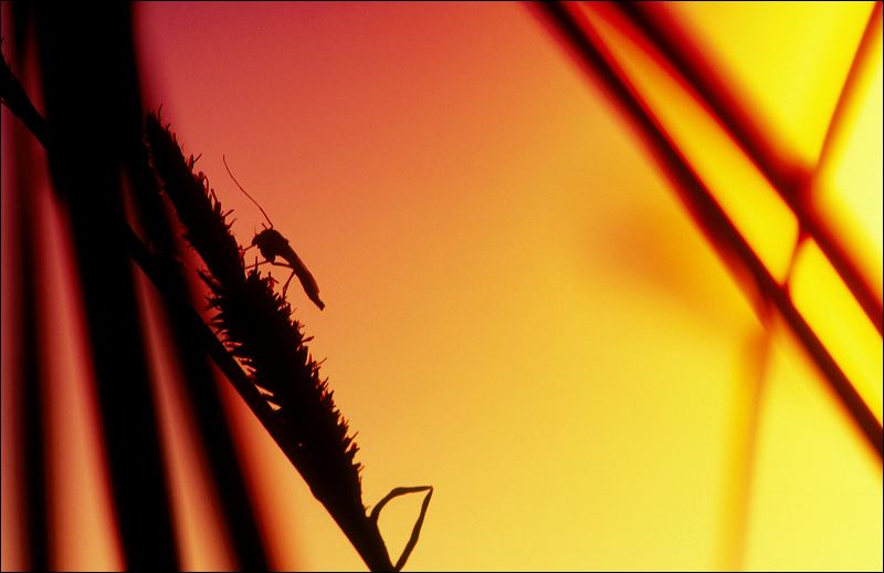 Mücke im Abendlicht