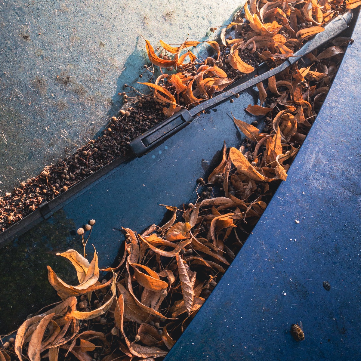 Münchfelder Autoherbst